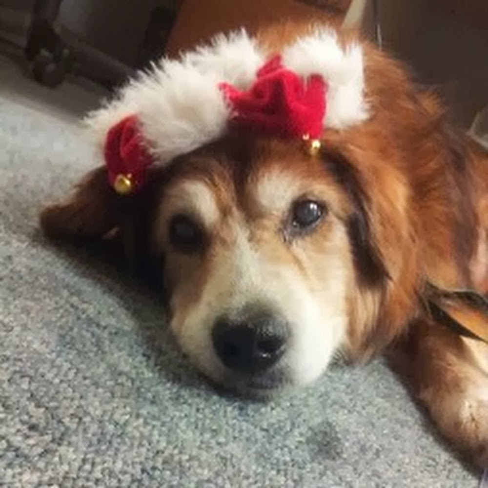 Meet your Posher, Audrey